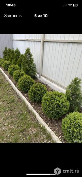 Самшит шар взрослое растение. Фото 1.