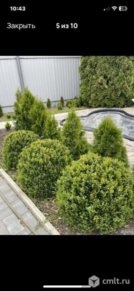 Самшит шар взрослое растение. Фото 4.