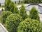 Самшит шар взрослое растение. Фото 4.