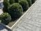 Самшит шар взрослое растение. Фото 3.