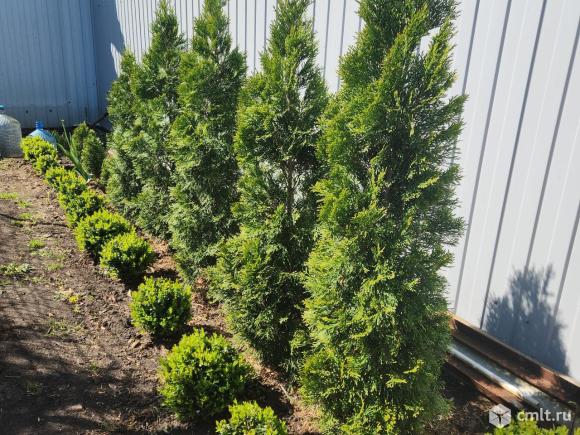 Туя смарагд. Фото 1.