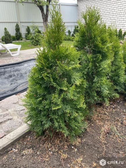 Туя смарагд. Фото 3.