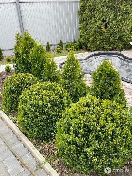 Самшид. Фото 1.