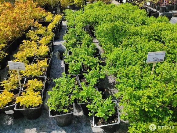 Аренда площадки под садовый центр. Фото 1.