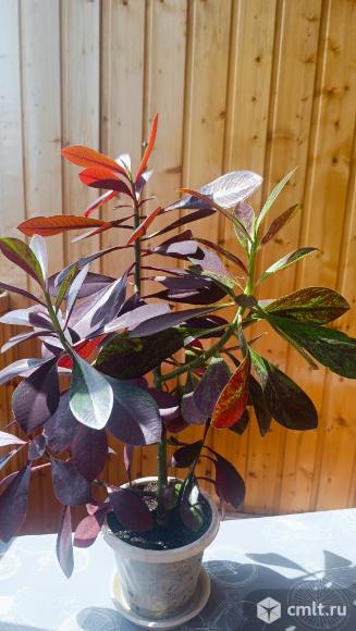 Синадениум Гранта и Румба, дерево Любви. Фото 1.