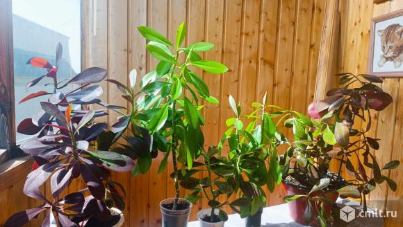 Синадениум Гранта и Румба, дерево Любви. Фото 11.