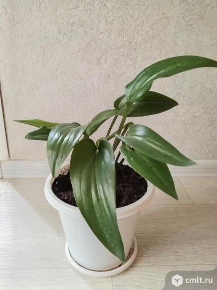 Продам дримиопсис. Фото 1.