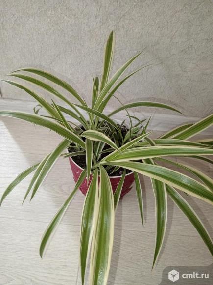 Продам хлорофитум. Фото 1.