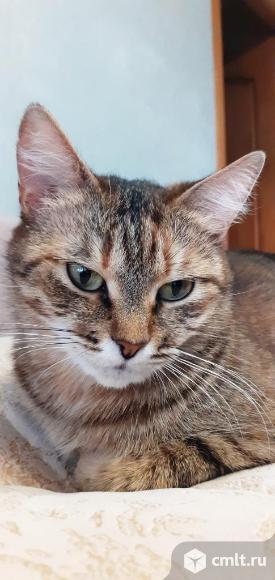 Кошка. Фото 1.