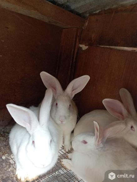 Продам кроликов белый панон. Фото 1.