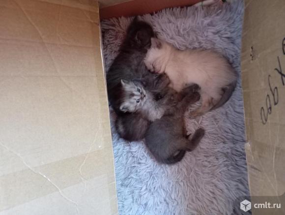 Отдам котят в добрые руки. Фото 1.