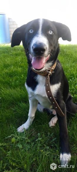 Щенок Грей ищет дом. Фото 1.