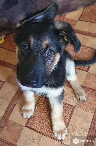 Щенок полукровка  Торин ищет дом. Фото 1.