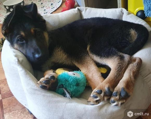 Щенок полукровка  Торин ищет дом. Фото 4.