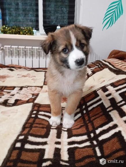 Щенкам нужен дом. Фото 1.