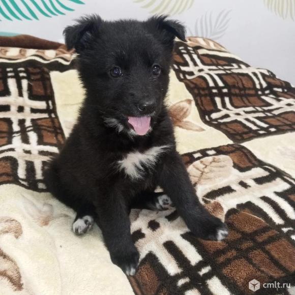 Щенкам нужен дом. Фото 5.