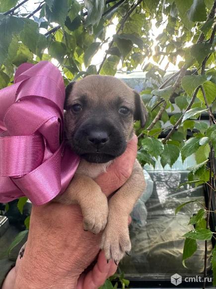 Отдам в добрые руки милых карапузов ! 3 девочки и 3 мальчика !. Фото 1.