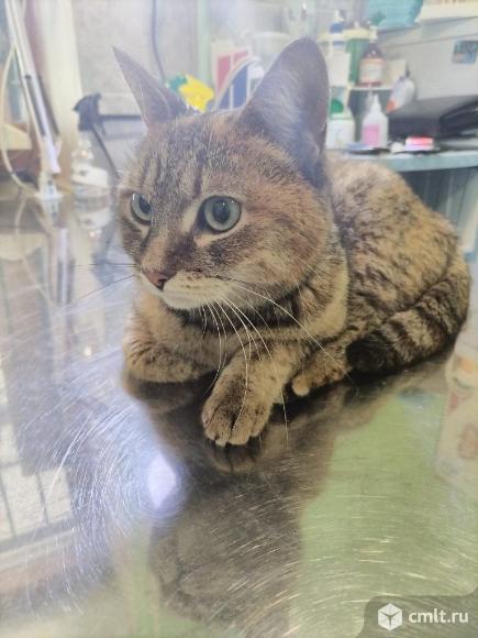 Кошка Феечка ищет дом. Фото 1.