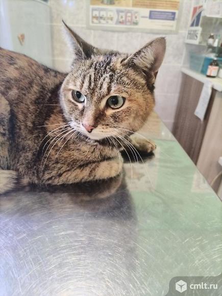 Кошка Феечка ищет дом. Фото 3.