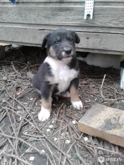 Щенок дворняжки (мальчик, 1,5 мес.) в добрые руки. Фото 1.