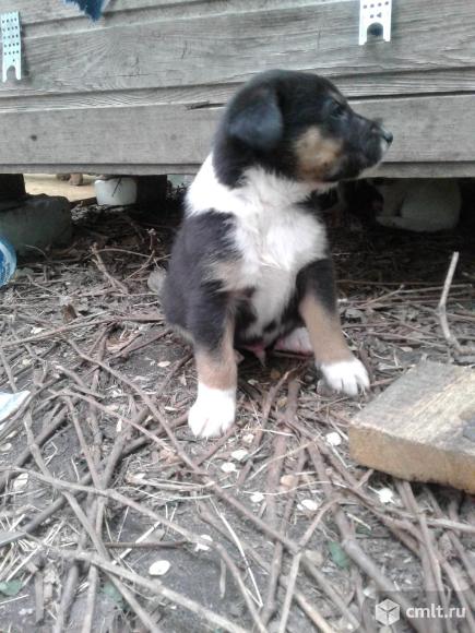 Щенок дворняжки (мальчик, 1,5 мес.) в добрые руки. Фото 4.