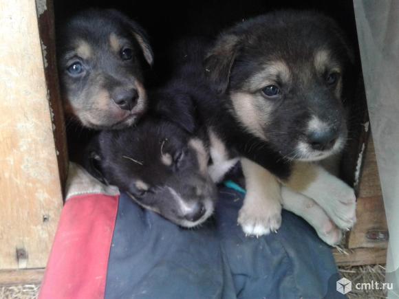 Щенята дворняжки в добрые руки. Фото 1.