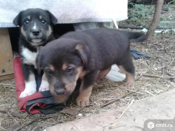 Щенята дворняжки в добрые руки. Фото 4.
