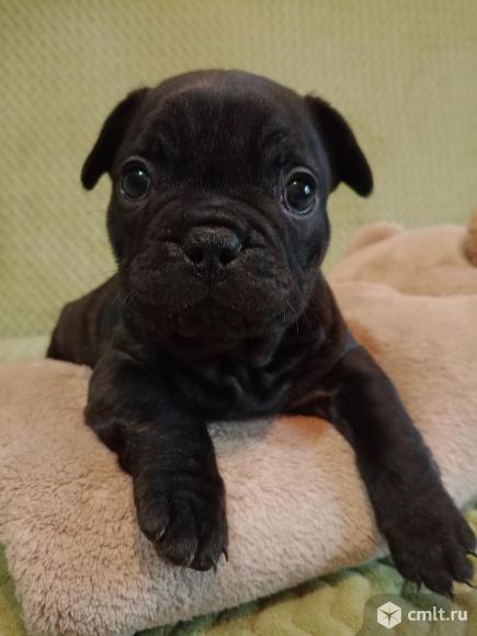 Продам щенка. Фото 1.