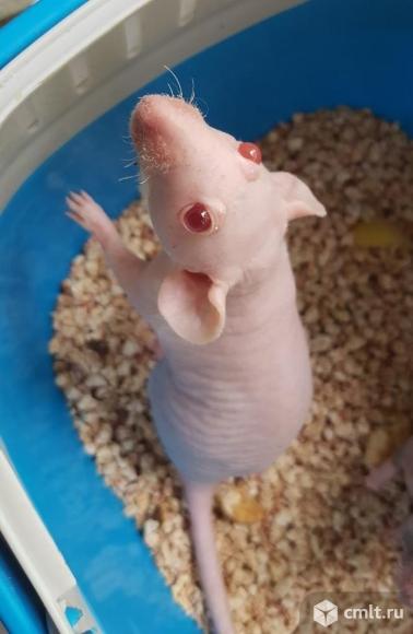 Сфинск крысёнок. Фото 1.