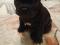 Продам щенка. Фото 5.