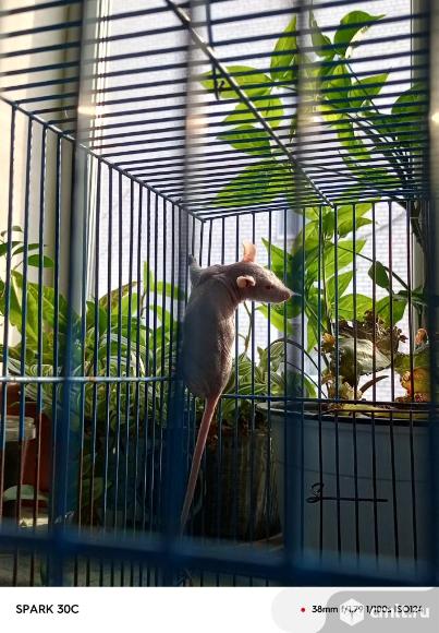 Сфинск крысёнок. Фото 2.