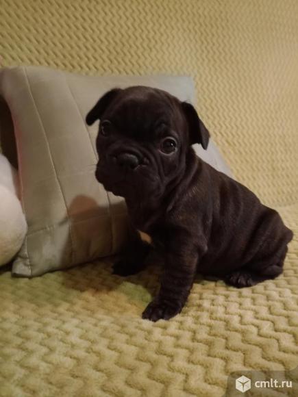 Продам щенка. Фото 7.