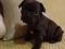 Продам щенка. Фото 7.
