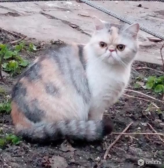 Помесный экзот. Фото 1.