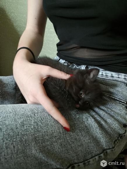 Помесный экзот. Фото 3.