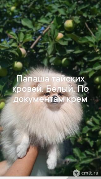 Щенки. Фото 1.