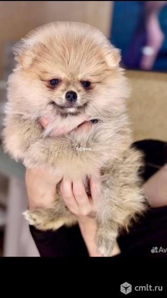 Продаётся малышка померанка крем- соболь. Фото 1.