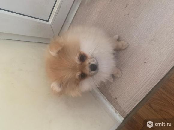 Продаётся малышка померанка крем- соболь. Фото 3.