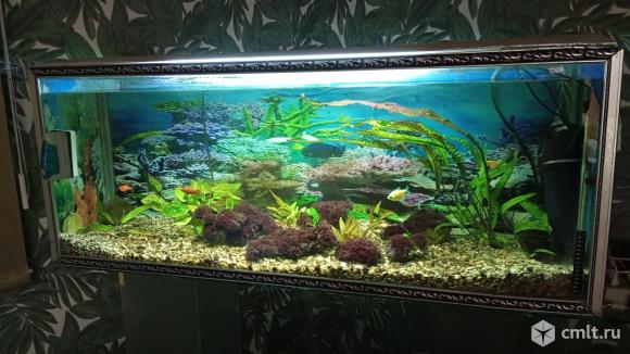 Продам аквариум 220 литров со всеми причиндалами. Фото 1.