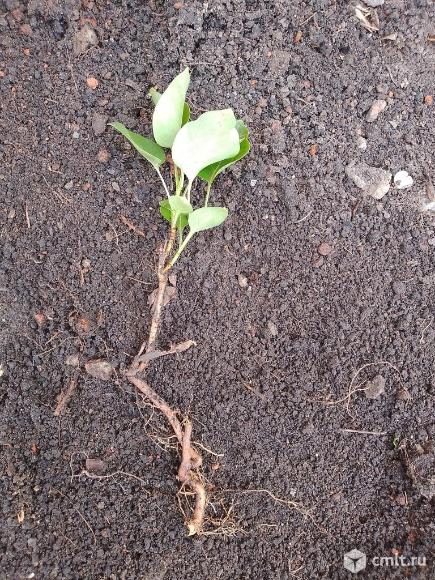 Сирень однолетка. Фото 1.