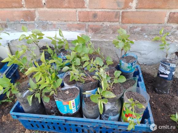 Сирень однолетка. Фото 3.