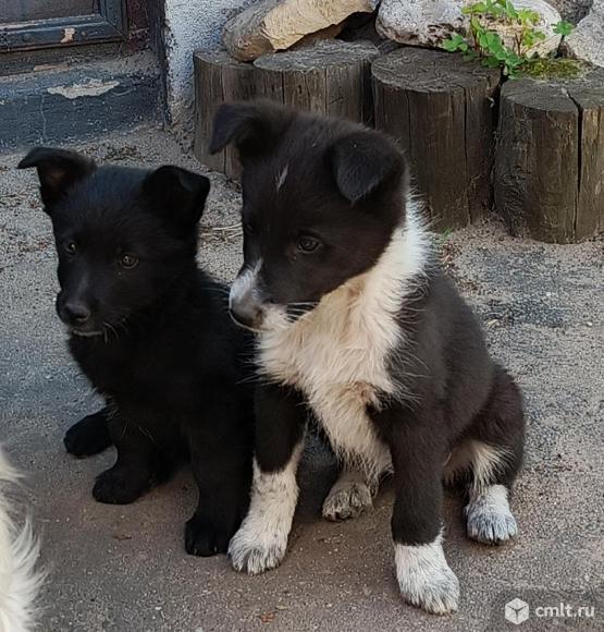 Щенки. Фото 1.