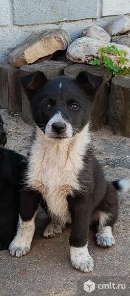 Щенки. Фото 20.