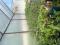 Рассада коллекционных сортов томатов, перца. Фото 15.