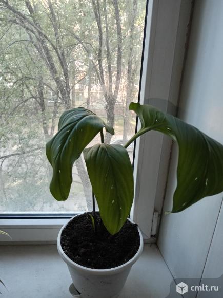 Продам каллу. Фото 2.