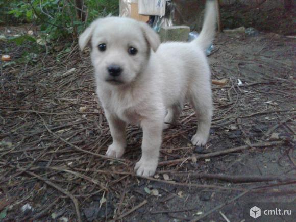 Щенок белого окраса (девочка) в добрые руки. Фото 1.