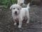 Щенок белого окраса (девочка) в добрые руки. Фото 3.