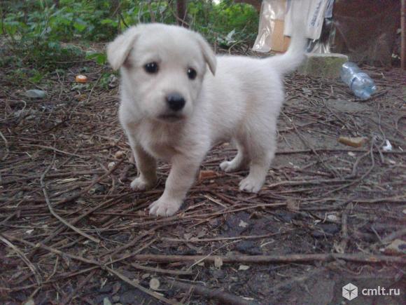 Щенок белого окраса (девочка) в добрые руки. Фото 5.