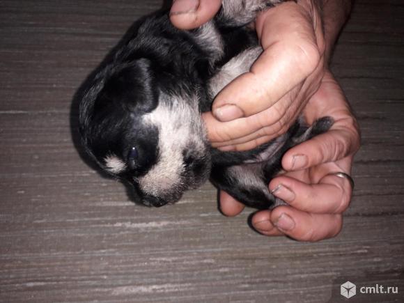 Продажа щенков. Фото 1.