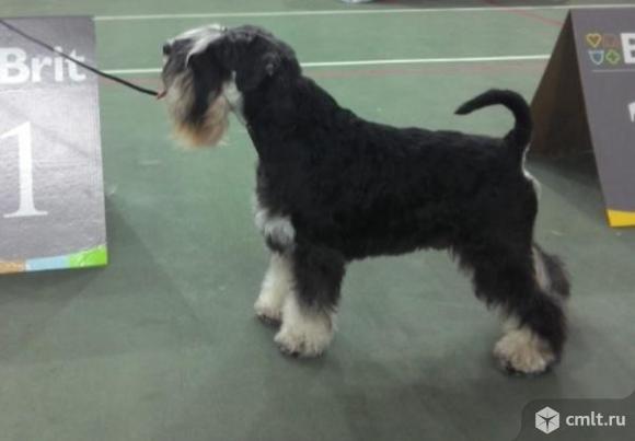 Продажа щенков. Фото 2.